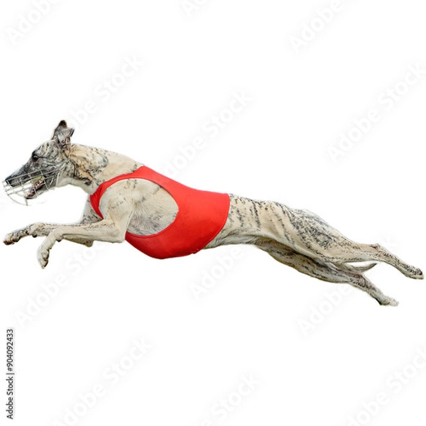 Obraz Dog running straight on camera isolated on white background at full speed on competition
