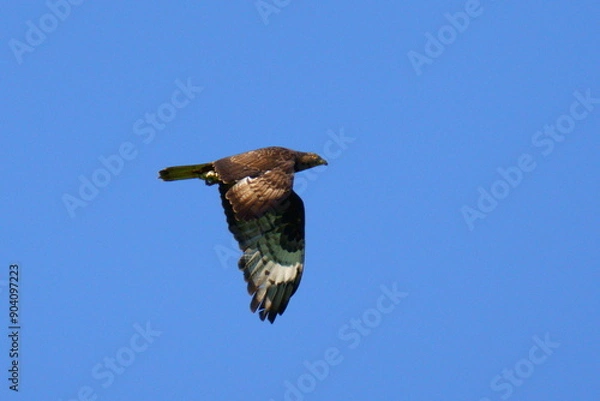 Fototapeta A bird of prey flies against the blue sky. The European honey buzzard (Pernis apivorus), also known as the pern or common pern, is a bird of prey in the family Accipitridae.