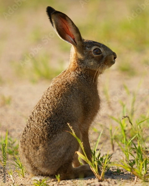 Fototapeta Cute little hare sitting on the grass (close-up)