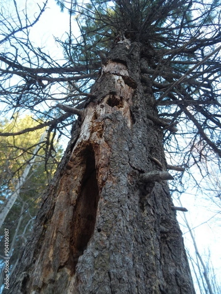 Fototapeta tree in the forest