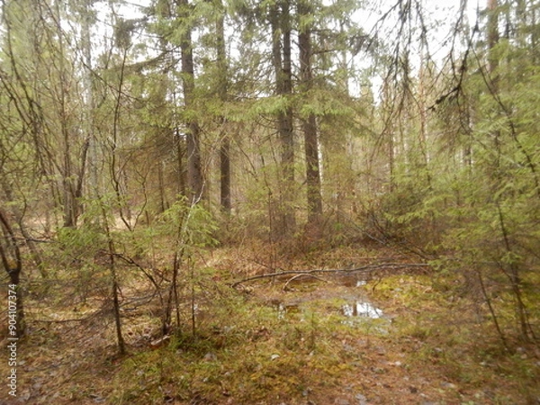 Fototapeta forest in spring