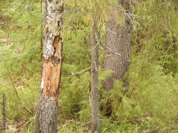 Fototapeta tree trunk in a forest