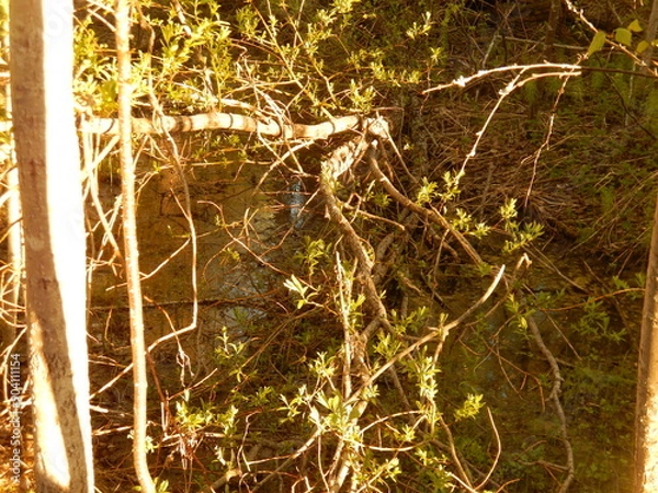 Fototapeta tree in the forest