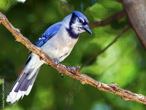 Fototapeta Blue Jay sitting on a branch.