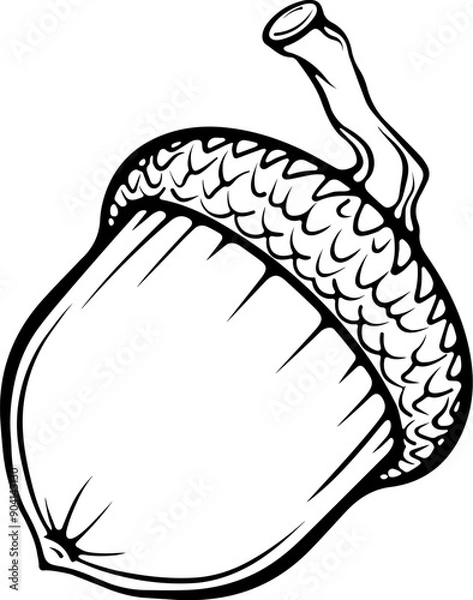 Fototapeta One acorn oak tree nut with a cap. Autumn design element. Vector illustrations in hand drawn sketch style isolated on white. Black outline graphic for print, coloring book