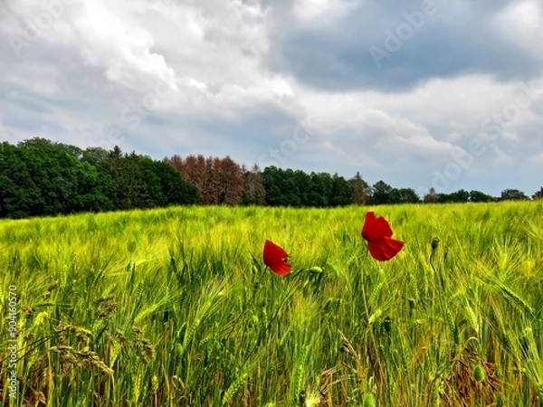 Obraz Mohnblumen am Getreidefeld