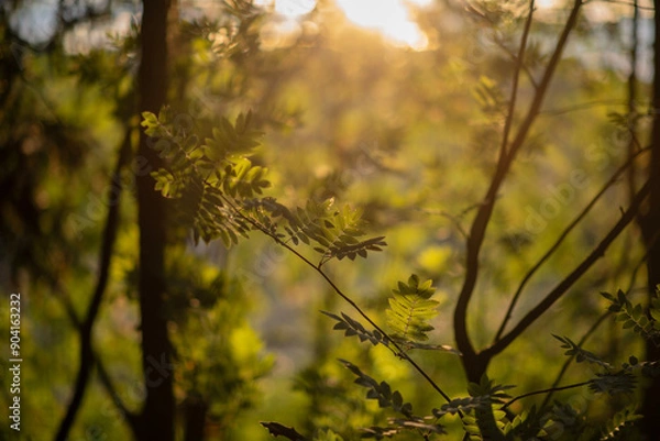 Fototapeta Sun rays in the forest
