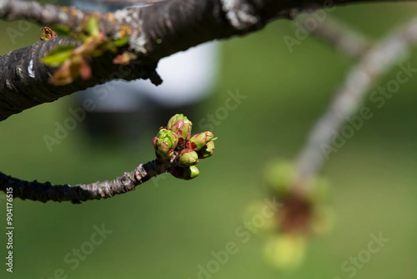 Fototapeta A cherry tree with buds in the south of France, early spring with unopened flowers