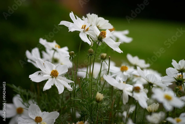 Obraz white daisies in a meadow