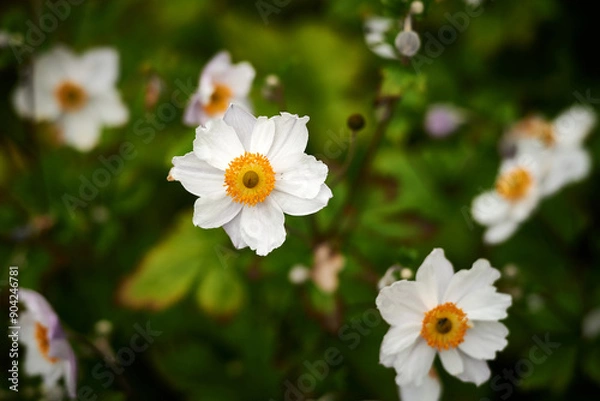 Obraz white and yellow daisy