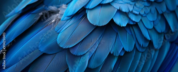 Fototapeta Close up of blue macaw feathers texture background, abstract wallpaper. Beautiful color, blue and dark blue. Close-up photo of parrot wings with copy space.