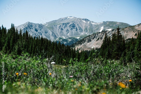 Obraz alpine meadow in summer