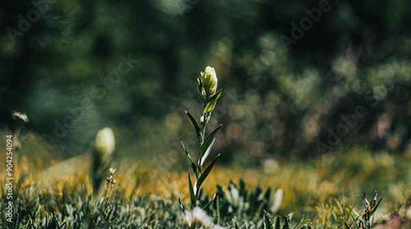Obraz grass in the morning