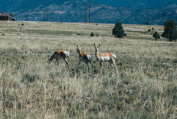 Obraz deer in the field