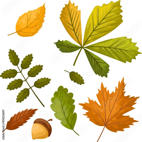 Fototapeta Vector set of autumn leaves, flat graphics for fall decor