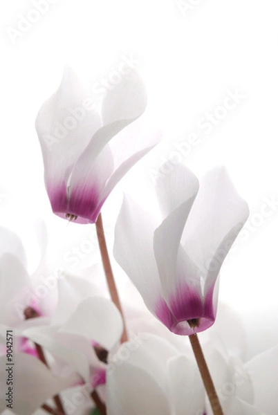 Fototapeta close-up of soft white and pin cyclamen persicum
