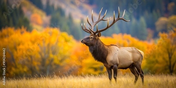 Fototapeta Majestic bull elk surveys his territory in the fall AI Generative, forest, bull, autumn elk, fall