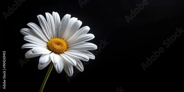 Fototapeta white daisy on black background AI-Created Content