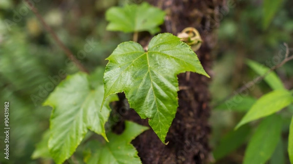 Fototapeta abstract blur green leaf background 