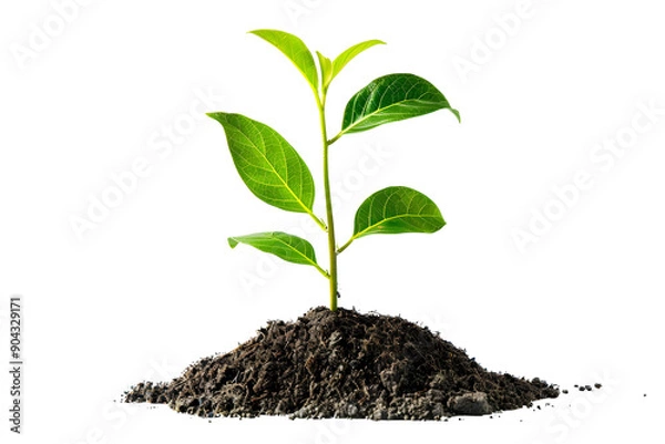Fototapeta young green plant seedling growing from soil isolated on transparent background