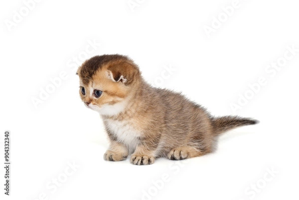 Fototapeta Scottish fold kitten, striped red color, age 1 month.
