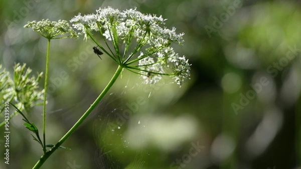 Obraz fiore con insetto