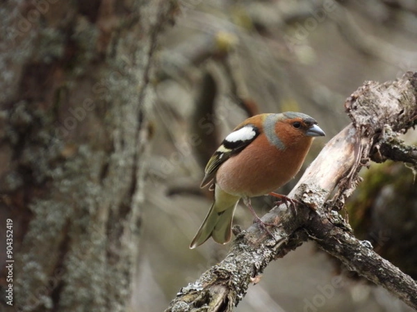 Obraz robin on a branch