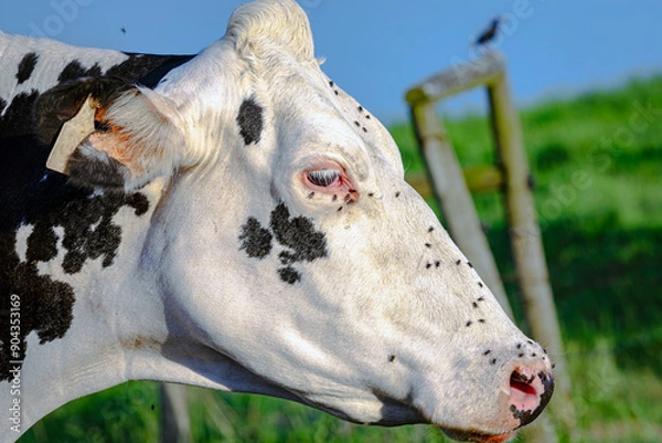 Obraz Holstein cow with face flies - close up