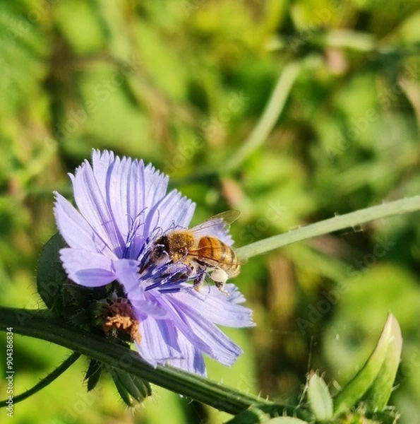 Obraz bee on a flower