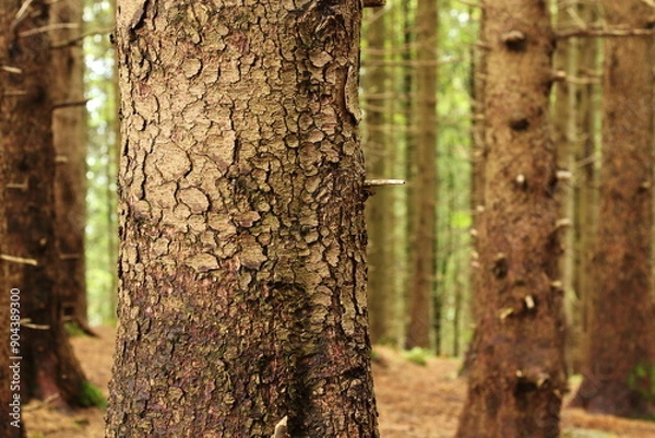 Fototapeta Bark Detail on Tree Trunks in Bavarian Forest
