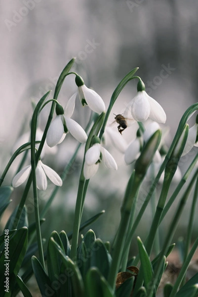 Obraz snowdrop