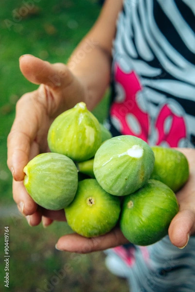 Obraz person holding figs