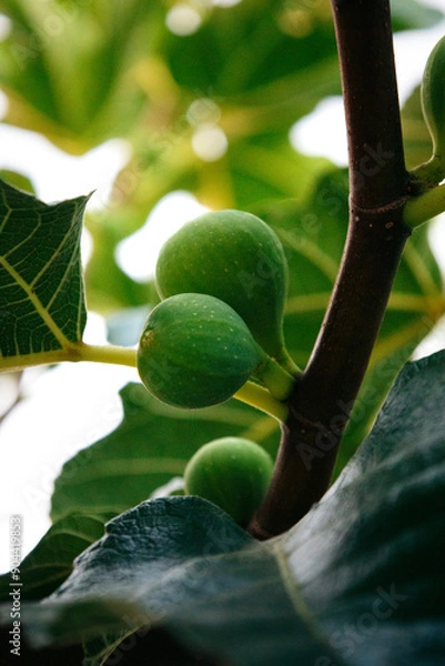 Fototapeta figs on tree