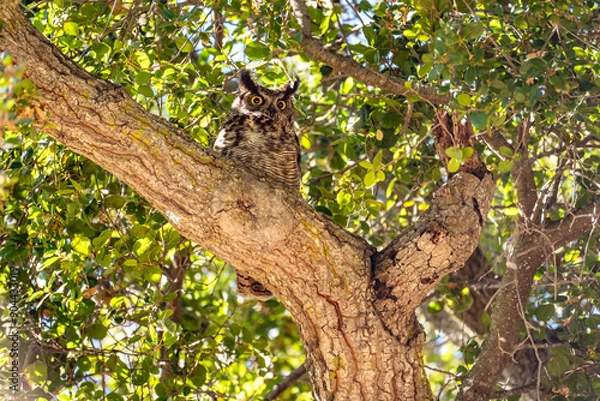 Fototapeta The great horned owl (Bubo virginianus) resting in tree.