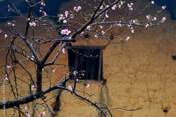 Obraz Landscape with peach flowers and old houses in Dong Van ancient street. Dong Van is a karst plateau global geo park of Ha Giang, Vietnam. 
