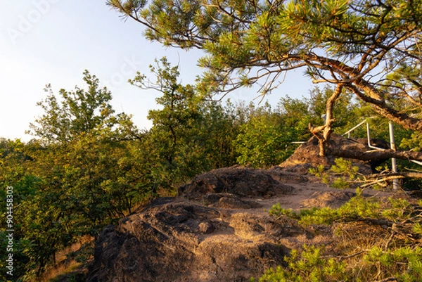 Obraz Summer forest path in Germany