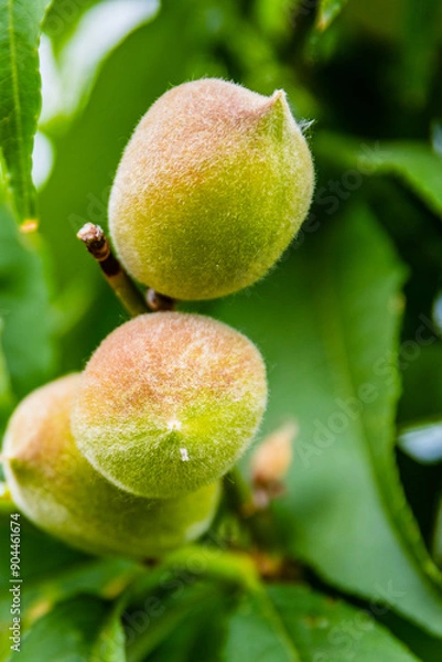 Fototapeta Unripe peach fruits on branch of the tree