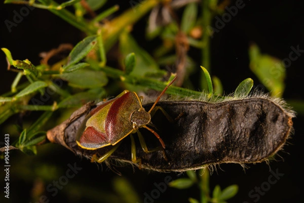 Fototapeta bug Heteroptera Acanthosomatinae forest makro