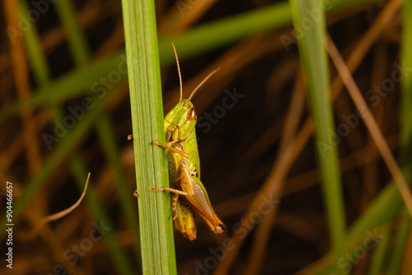 Obraz grasshopper on the grass