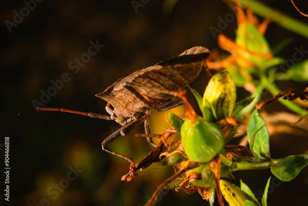 Fototapeta bug Heteroptera Acanthosomatinae forest makro