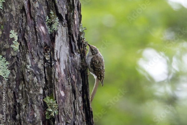 Obraz 木の幹にとまるキバシリ