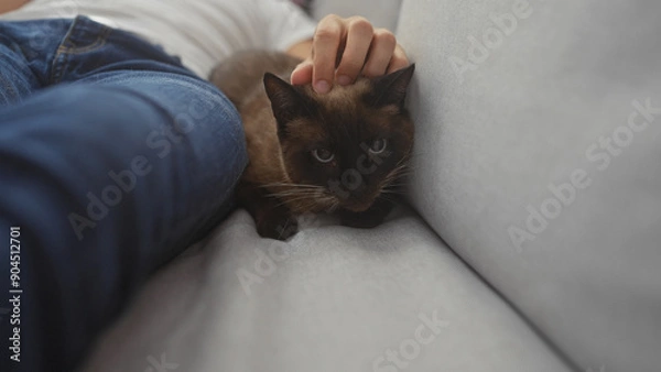 Obraz A man at home gently pets a siamese cat lying on a gray couch