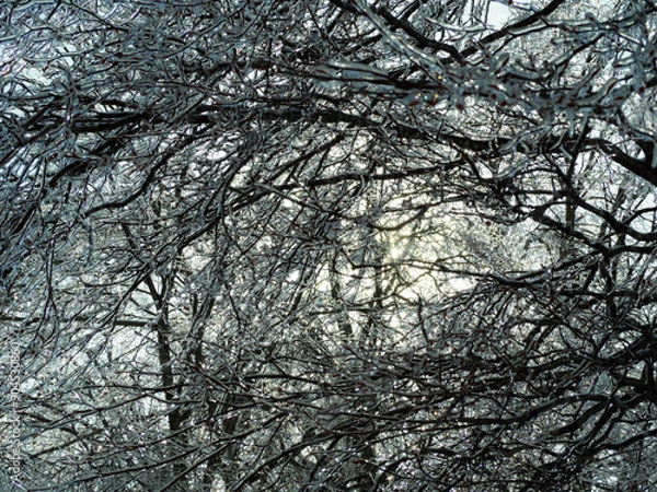 Fototapeta 凍った樹々　樹氷　霧氷　長野県白馬村