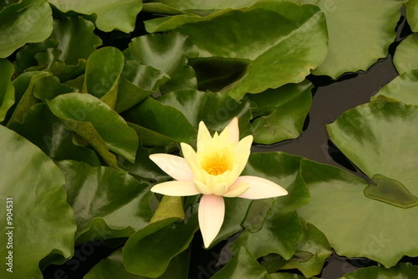 Fototapeta fleur nénufare 02