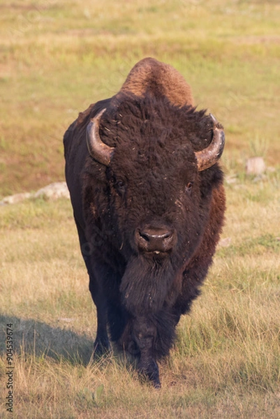 Fototapeta American bison standing in a field
