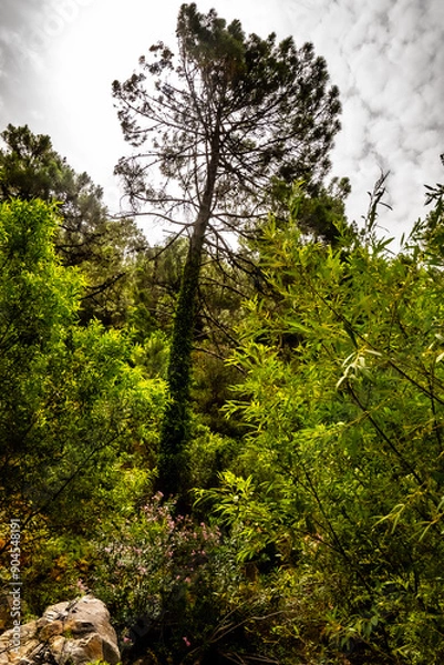 Fototapeta Árbol con el tronco cubierto de hojas en un frondoso bosque