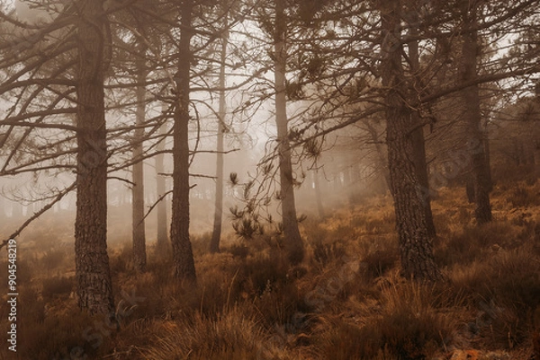 Obraz Bosque de altos árboles con niebla
