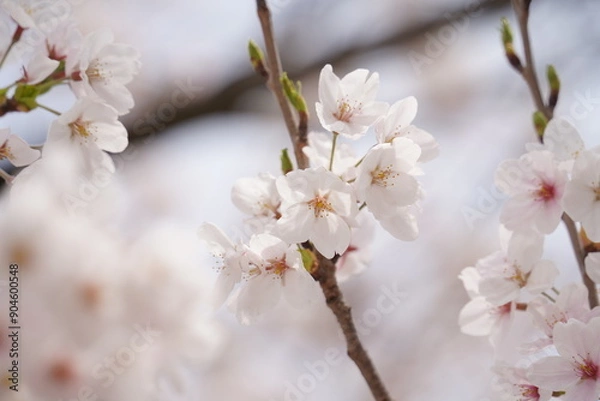 Obraz 桜