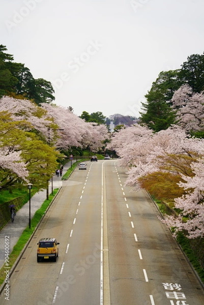 Obraz 道路と桜並木