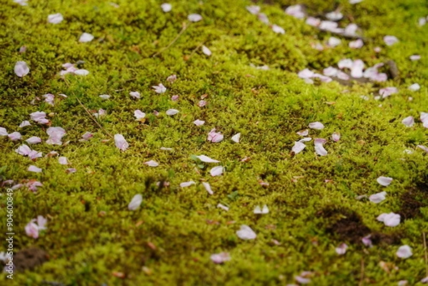 Obraz 桜の花びら